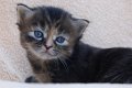 Bastet2