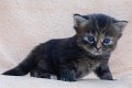 Bastet5