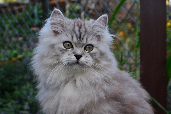 D70_2452.JPG