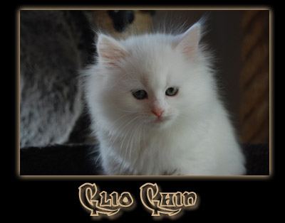 Clio-Chin5.jpg