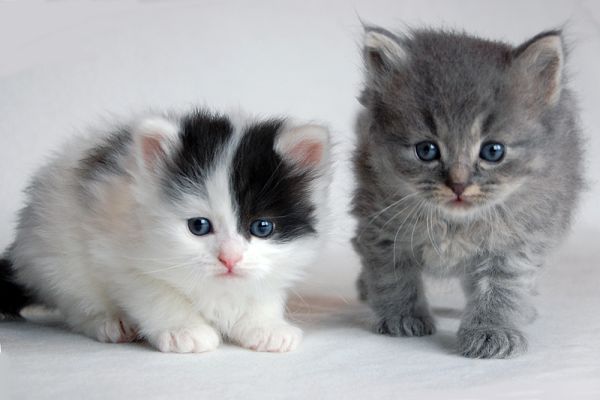 k-DSC_0500.JPG - Dvalin und Darell