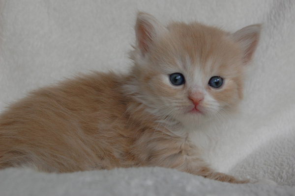 DSC_0128.JPG - Haruko-4 Wochen