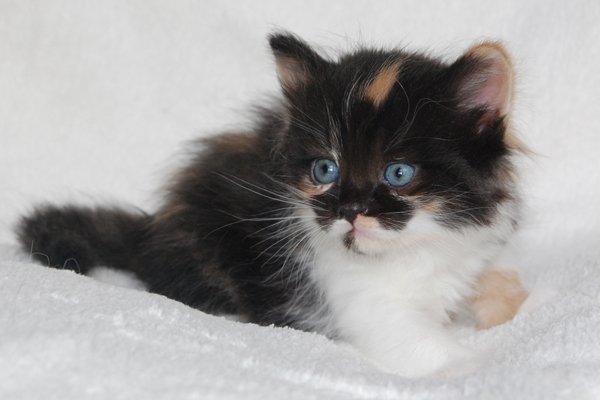 DSC_0208.JPG - Harumi-4 Wochen