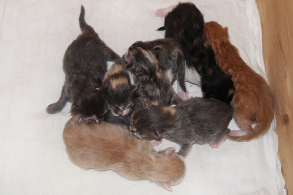 P7016017.JPG - H-chen