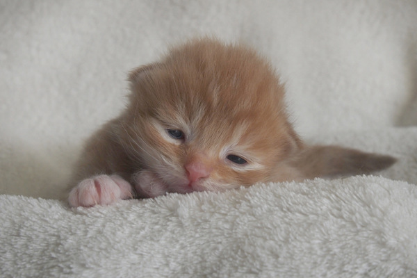 P7106280.JPG - Hannibal