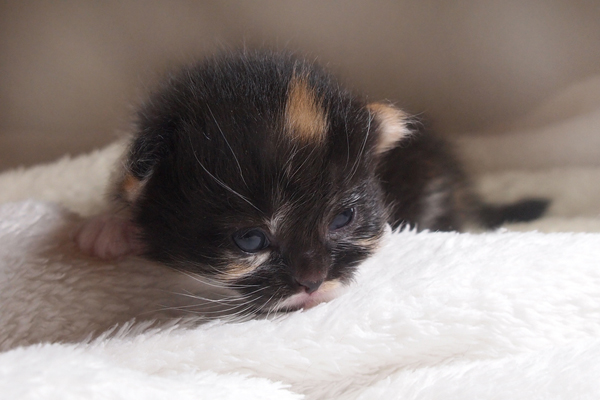 P7126418.JPG - Harumi