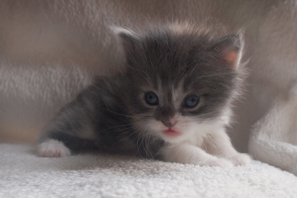 P7236662.jpg - Hadiya -3Wochen