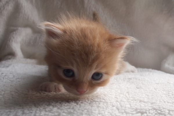 P7236670.jpg - Hannibal-3Wochen