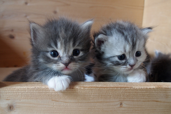 P7246831.jpg - Haldis-Hoshi