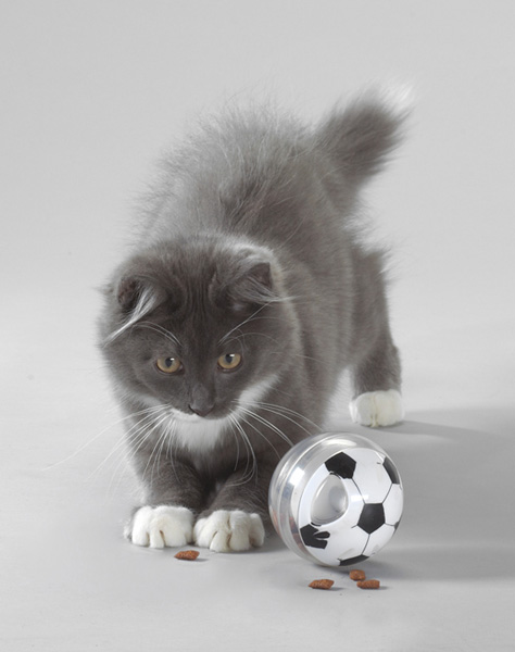 Isidor-Katzenspielball-2.jpg