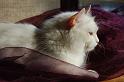 Cosma