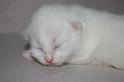 Nalle