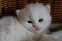 Nalle2