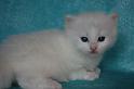 Nalle3