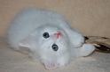 Nanook4