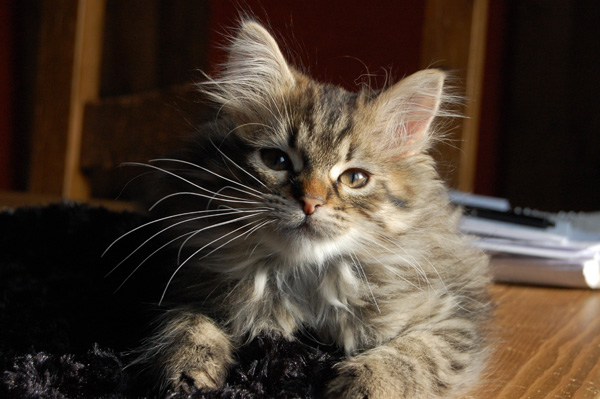 DSC_0213a.jpg
