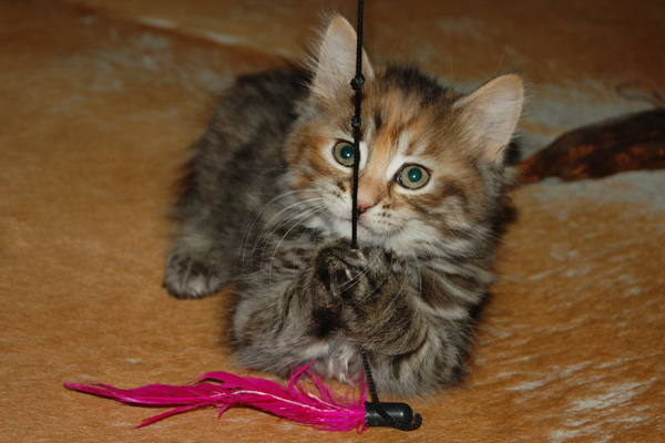 DSC_0340-(2).jpg