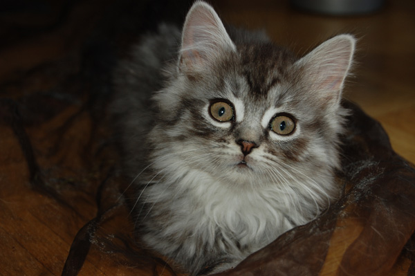 DSC_0799.jpg