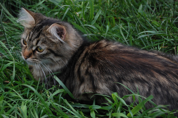 DSC_0106.jpg