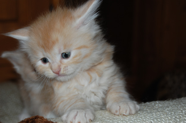 DSC_0429.jpg