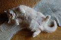 Flauschebauch