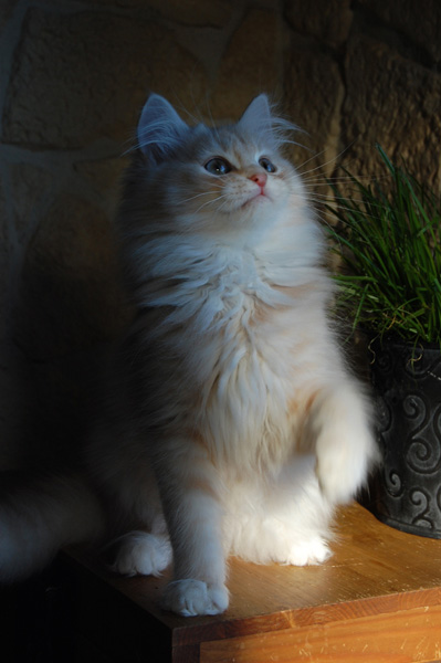 DSC_0201.jpg