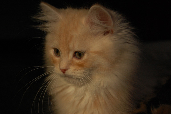 DSC_0602-(2).jpg