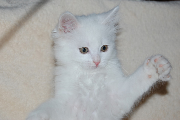 DSC_0438-(2).jpg