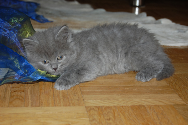 DSC_0499-(2).jpg