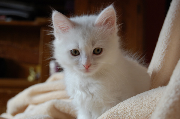 DSC_0688.jpg