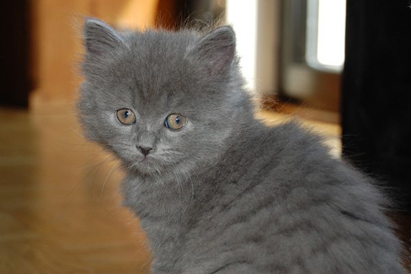 DSC_0733-(2).jpg