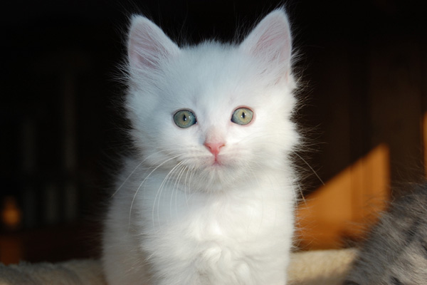 DSC_0811.jpg