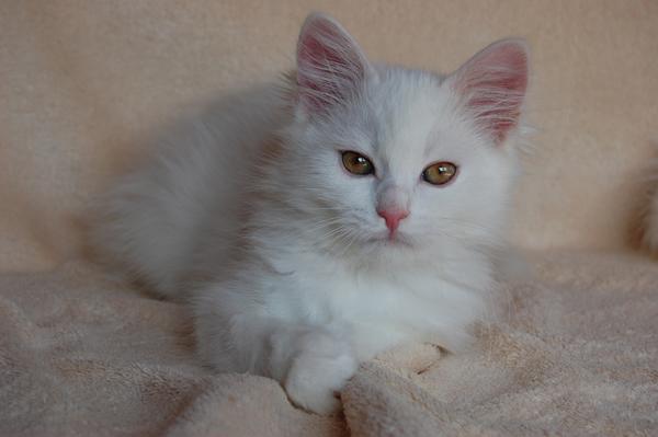 DSC_0035.JPG