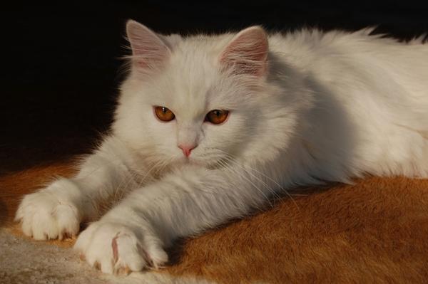 DSC_0055.JPG