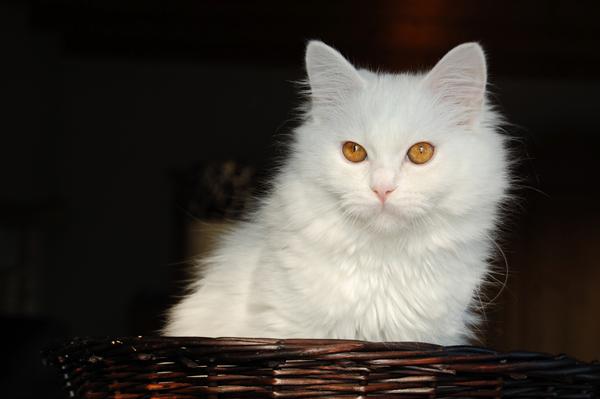 DSC_0225.JPG
