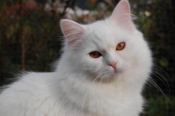 DSC_0309.JPG