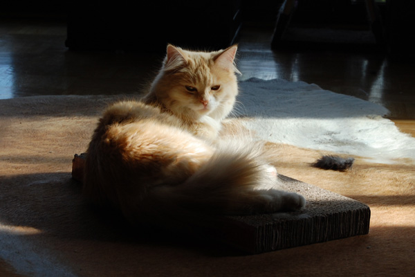DSC_0087.jpg
