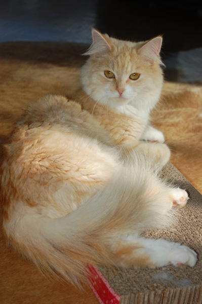 DSC_0089.jpg