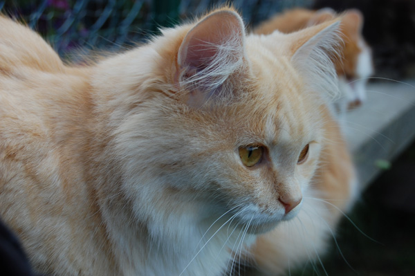 DSC_0217.jpg
