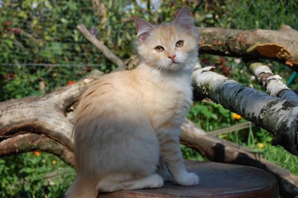 DSC_0237.jpg