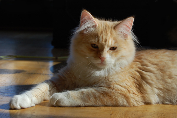 DSC_0337.jpg