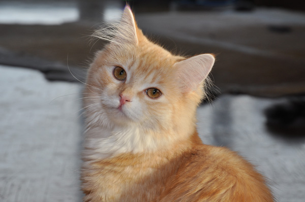 DSC_0397.jpg