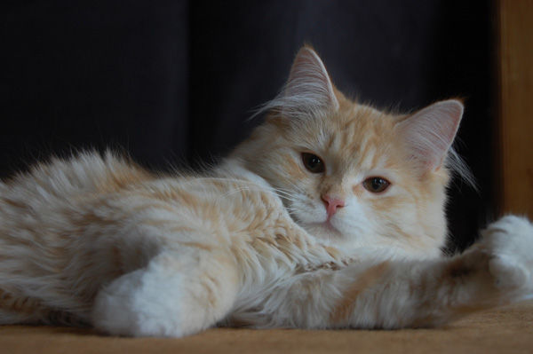 DSC_0412.jpg