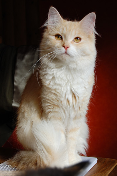 DSC_0438.jpg