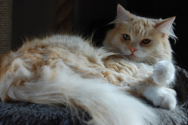 DSC_0722.jpg