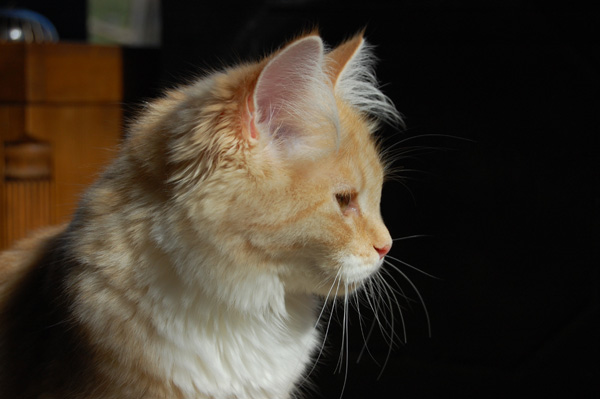 DSC_0795.jpg