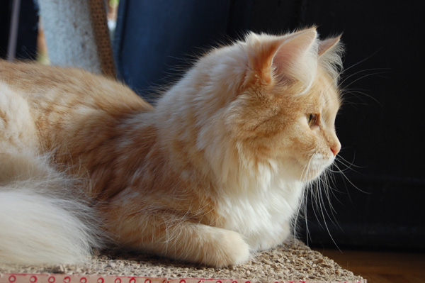 DSC_0994.jpg