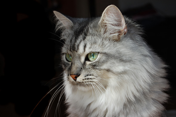 DSC_0009a.jpg