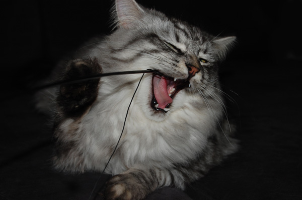 DSC_0098.jpg