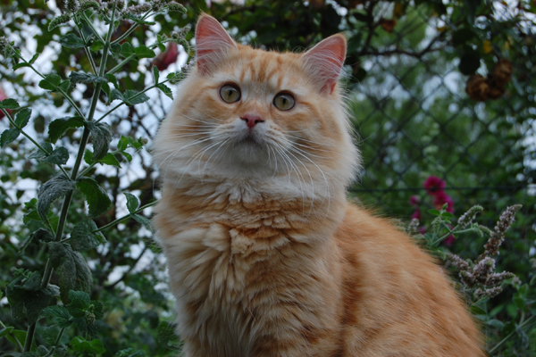 DSC_0231-v.jpg - Vian ist 1 Jahr alt